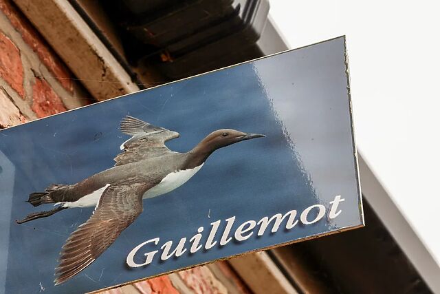 Guillemot