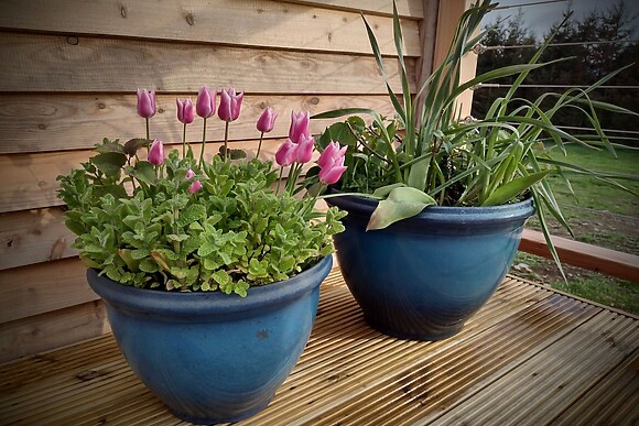 Fir Tree Shepherd's Hut