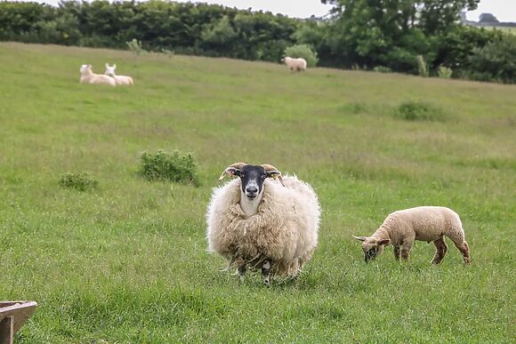 Ewe Barn