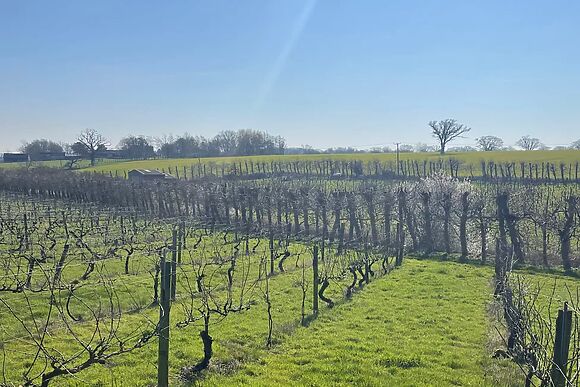 Vine View