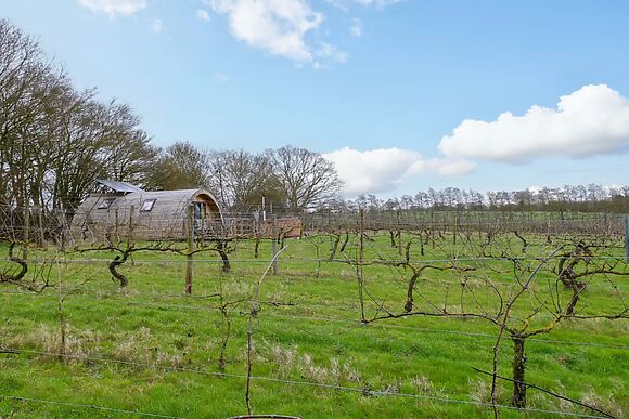 Vine View