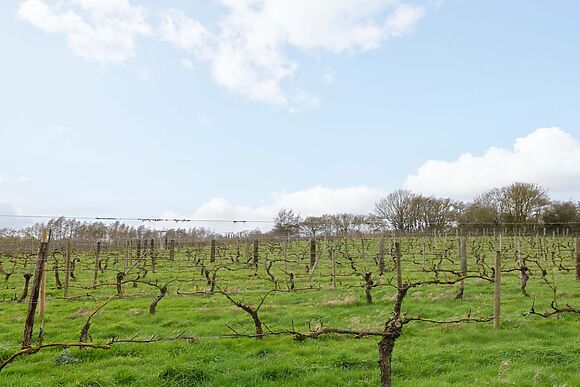 Vine View