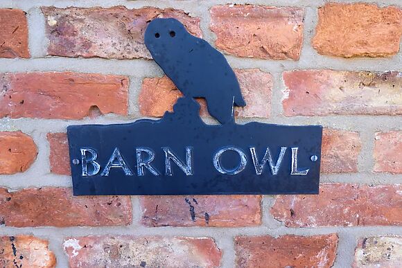 Barn Owl