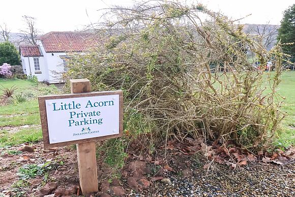 Little Acorn