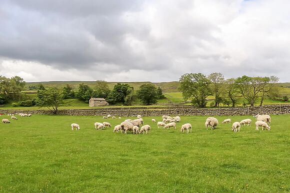 Shepherd's Cottage