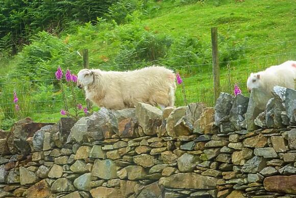 Tyn Llwyn