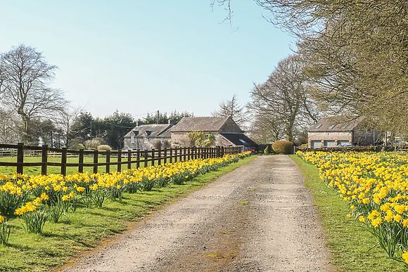 The Cottage